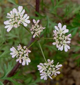Coriandrum sativum